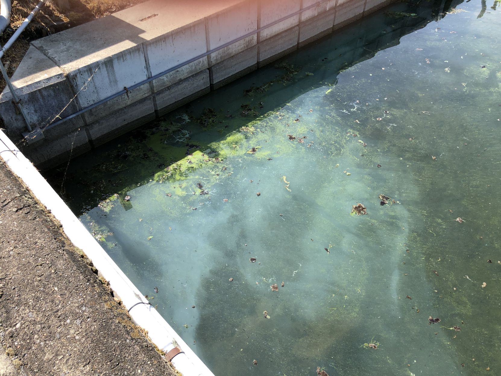 Harmful Algal Blooms